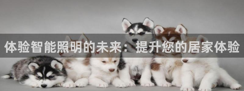 云顶集团网投领