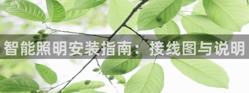 云顶国际服哪个服人多