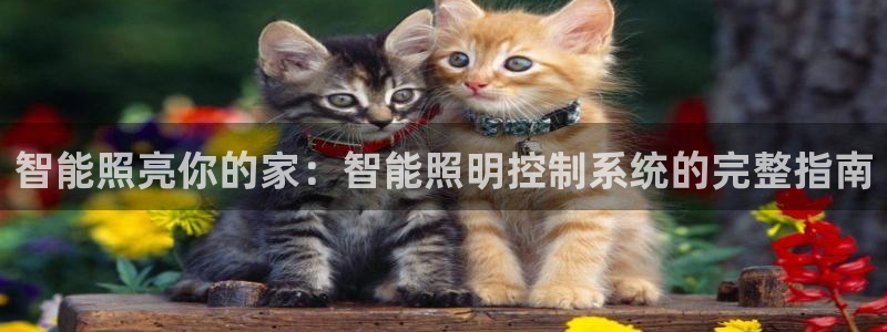 云顶国际服s11